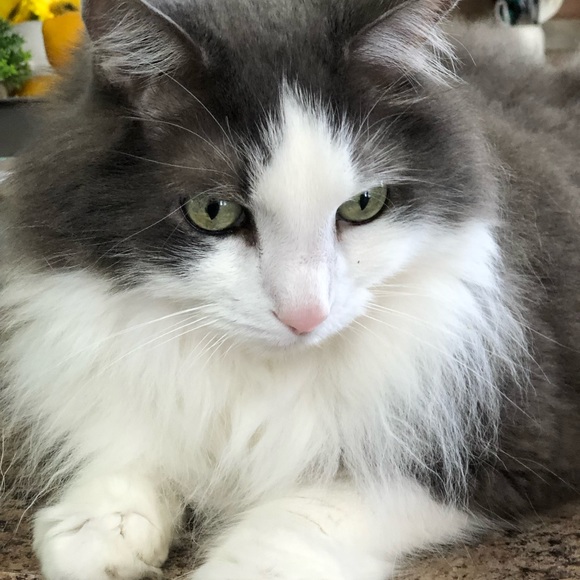 ✅Please LIKE ✅ & Share this flyer out ! ALL proceeds will goto RMH in Ohio  ❤️ - Picture 6 of 9